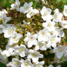 Viburnum x burkwoodii