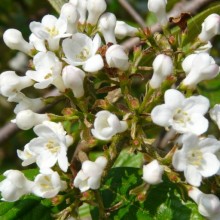 Viburnum x burkwoodii