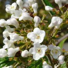 Viburnum x burkwoodii