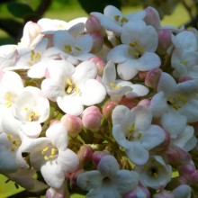 Viburnum x carlcephalum