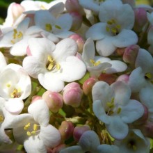 Viburnum x carlcephalum