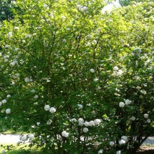 Viburnum x carlcephalum