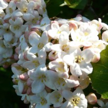 Viburnum x carlcephalum