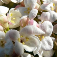 Viburnum x carlcephalum