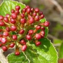 Viburnum x juddii