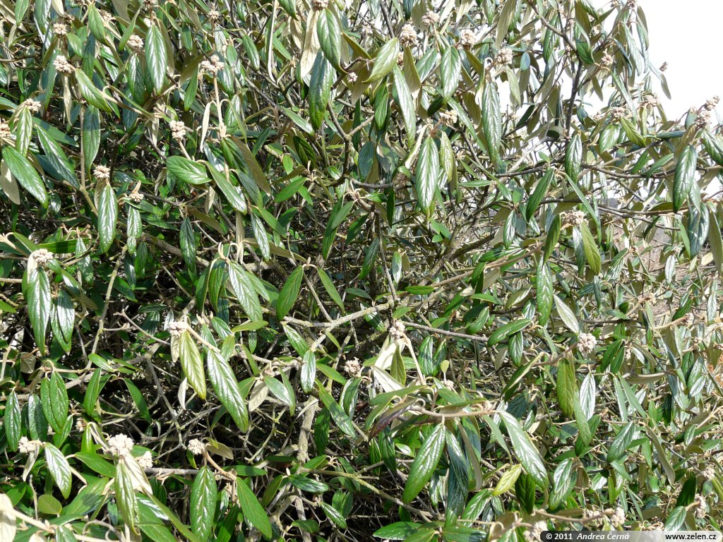 Viburnum x pragense kalina pražská