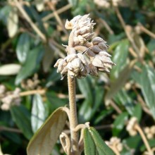 Viburnum x pragense