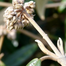 Viburnum x pragense