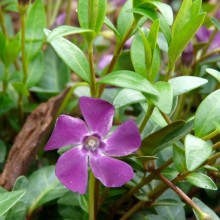 Vinca minor