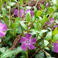 Vinca minor