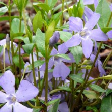 Vinca minor