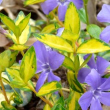Vinca minor 'Illumination'