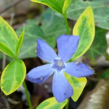 Vinca minor 'Aureovariegata'