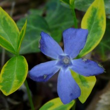 Vinca minor 'Aureovariegata'