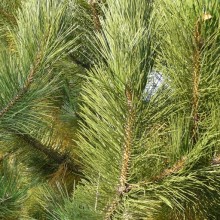 Pinus nigra 'Géant de Suisse'