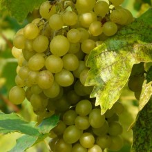 Vitis vinifera 'Diamant'