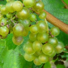 Vitis vinifera 'Chardonnay'