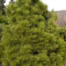 Pinus nigra 'Nana'