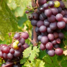 Vitis vinifera 'Onyx'