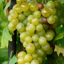 Vitis vinifera 'Opál'