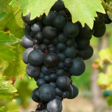 Vitis vinifera 'Pola'