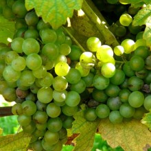 Vitis vinifera 'Veltlínské zelené'