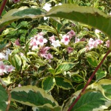 Weigela florida 'Variegata'