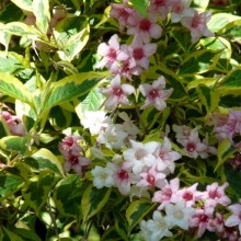 Weigela florida 'Variegata'