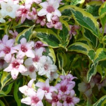 Weigela florida 'Variegata'