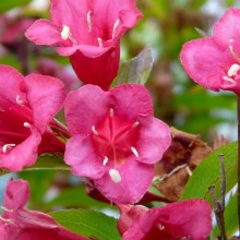 Weigela hybr. 'Eva Supreme'