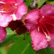 Weigela hybr. 'Eva Supreme'