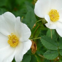 Rosa beggeriana