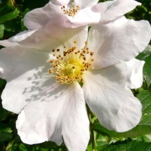 Rosa canina