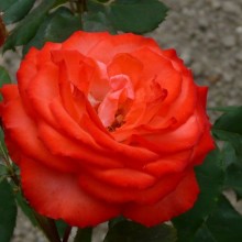 Rosa hybr. 'Anne Cocker'
