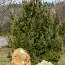 Pinus parviflora