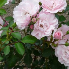 Rosa hybr. 'Bonica'