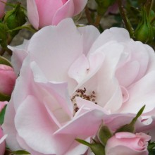 Rosa hybr. 'Bonica'