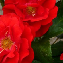 Rosa hybr. 'City of Belfast'