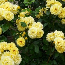 Rosa hybr. 'Friesia'