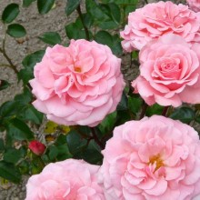 Rosa hybr. 'Heckenzauber'