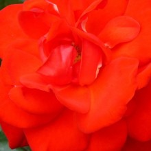 Rosa hybr. 'Hurikán'