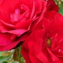 Rosa hybr. 'Lily Marleen'