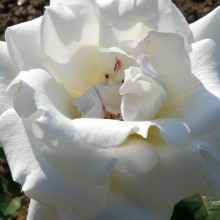 Rosa hybr. 'Mount Shasta'