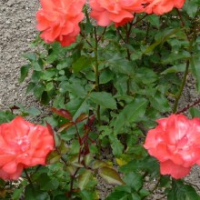 Rosa hybr. 'Muncher Kindl'