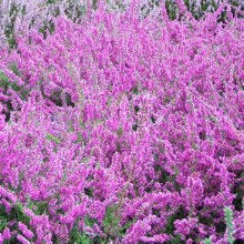 Calluna vulgaris 'Carmen'