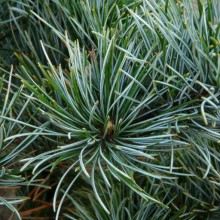 Pinus parviflora 'Negishi'