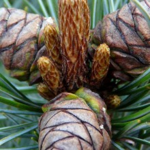 Pinus parviflora 'Negishi'