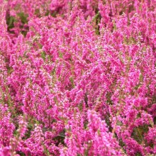 Calluna vulgaris 'Darkness'