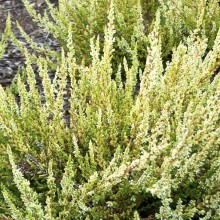 Calluna vulgaris 'Sandy'