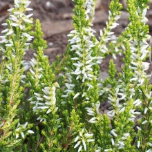 Calluna vulgaris 'Sandy'